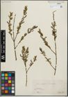 Foto von Salix purpurea L.